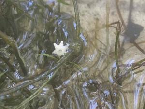 A stringy water weed in shallow water. There is a six-pointed bulbil resting on the surface of the water.