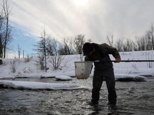 A person standing in a creek in winter, leaning over to look into a net they are holding. The creek is wide but shallow and there is a snowy hill.