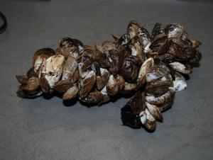 A clump of small mussels that are attached to each other sits on a flat surface indoors.
