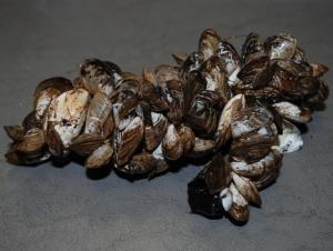A clump of aquatic mussels that have grown together, sitting on a flat surface.