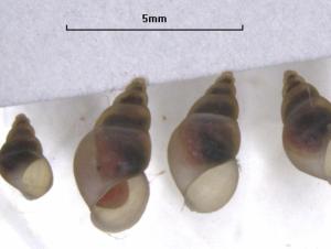 Four snails next to a 5mm scale bar, the largest is about 5mm. The conical shells are translucent and show the animals inside the shell.