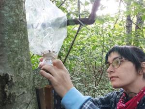 A person checking a plastic bag on a bug trap on a tree in the woods.