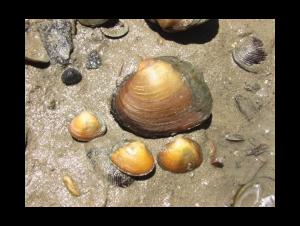four golden mussels sitting on sand