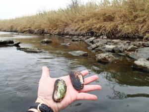 A hand holding out two oval-shaped mussels in front of a river.