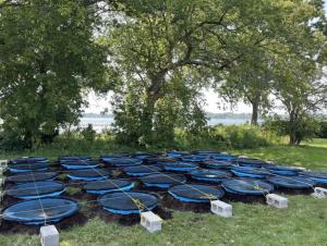Thirty mesocosms by some trees near the water. The mesocosms are round plastic pools of water stabilized with soil around the bottom and with mesh covering the top. There is a grid of rope attached to cinderblocks that holds the mesh lids in place.