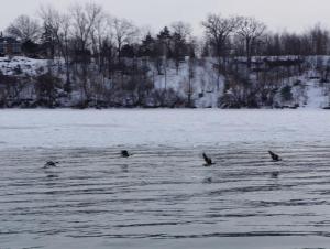four ducks flying over water and ice