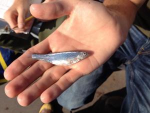 emerald shiner, a small silver fish, on someone's open palm