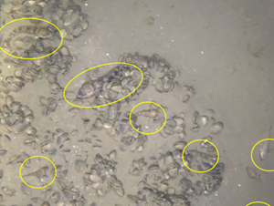 Underwater video still of the lake bed with quagga mussels and fish circled by an editing program, a metal frame with scale bars visible on the edge of the frame