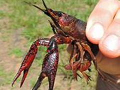 A dark red crayfish being held in a hand outside.