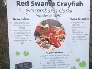 A sign about Red Swamp Crayfish
