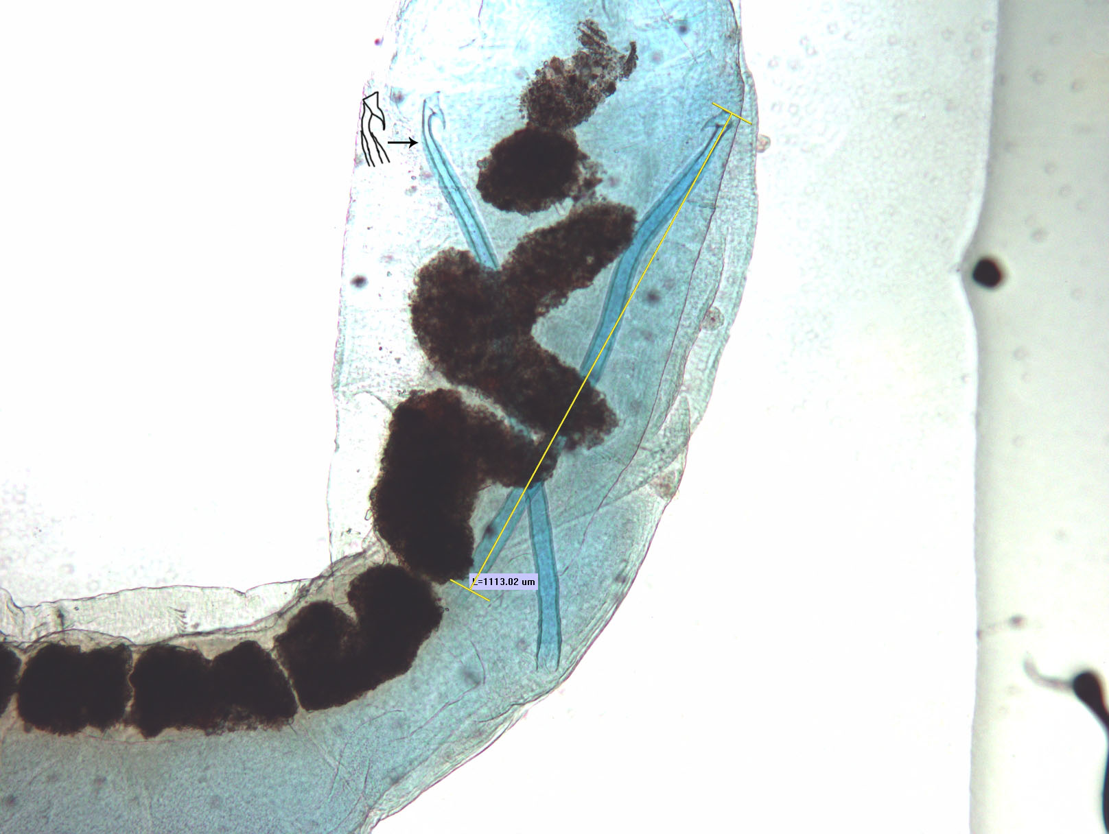A microscope photo of the reproductive organs of a worm. The penis sheaths are very long, and one has a measuring bar that is labelled "L=1113.02 µm." The other one has a drawing next to it with an arrow pointed to it, showing a triangular head plate with a pointed lobe at the bottom, and the shaft has a double wall.