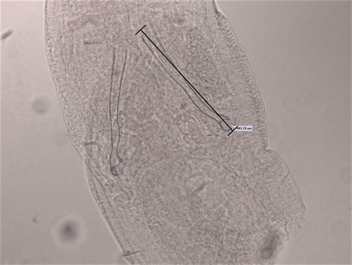 A microscope photograph of a worm showing reproductive features called penis sheaths, which are long tubes with a round head plate on top. There is a measurement bar and a text box that says "L=443.70 µm."
