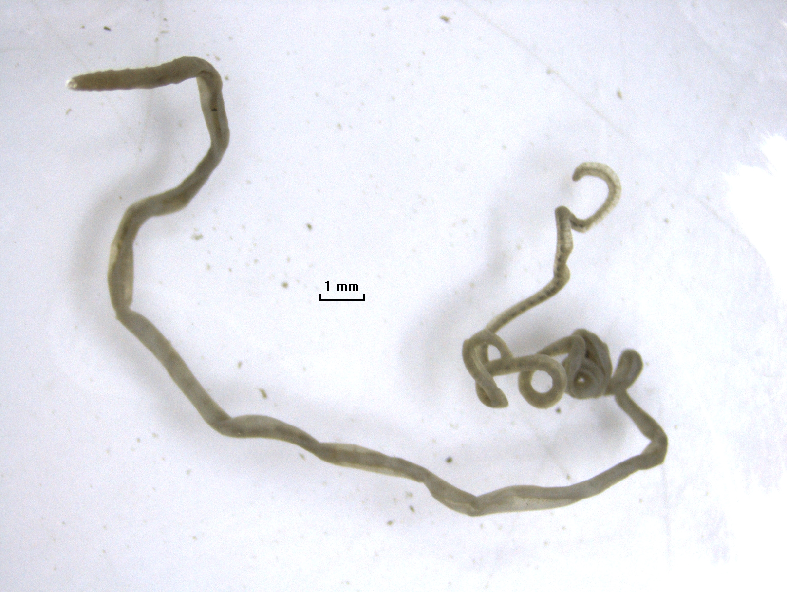 A microscope photo of a very long worm that is curled and twisted. There is a scale bar labelled "1 mm."