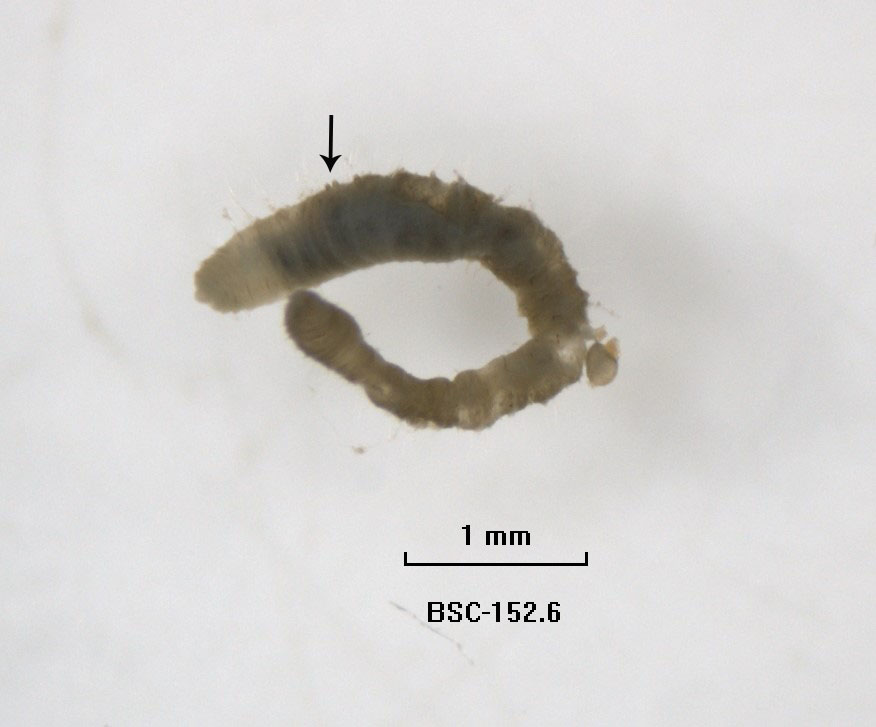 A microscope photo of a whole worm with long hair chaetae. There is an arrow pointing to some bumps on the body wall. There is a scale bar labeled "1 mm" and "BSC-152.6."