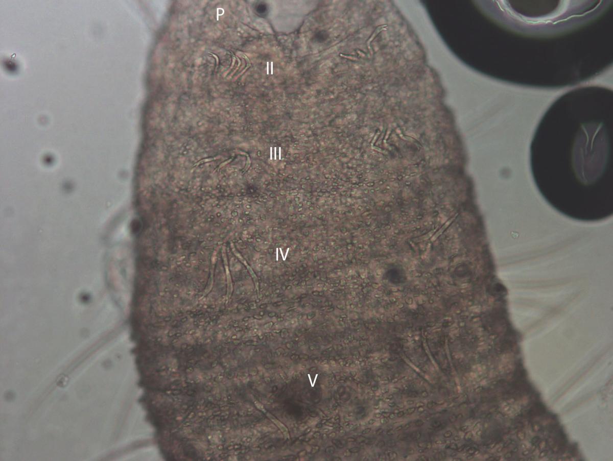 A microscope photo of a worm showing the first few segments of the worm, including a retracted prostomium labelled P, and the ventral chaetae in the first four segments, labelled "II" through "V." The body wall is covered in little speckles that completely cover the surface, making it slightly opaque.