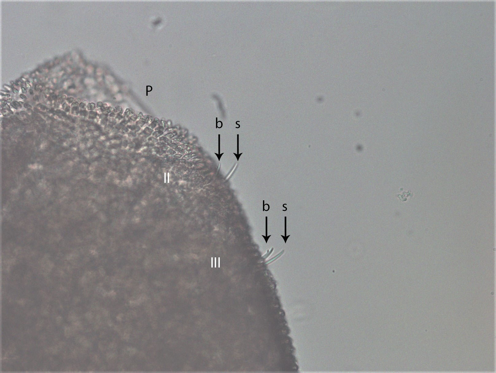 A microscope photo of a worm showing the first few segments of the worm, including a retracted prostomium labelled P, and the ventral chaetae in the first two segments, labelled "II" and "III." The body wall is covered in little speckles that completely cover the surface, making it slightly opaque. There are arrows pointing to four chaetae, two of which are bifid and labelled "b," and two are simple-pointed and labelled "s."
