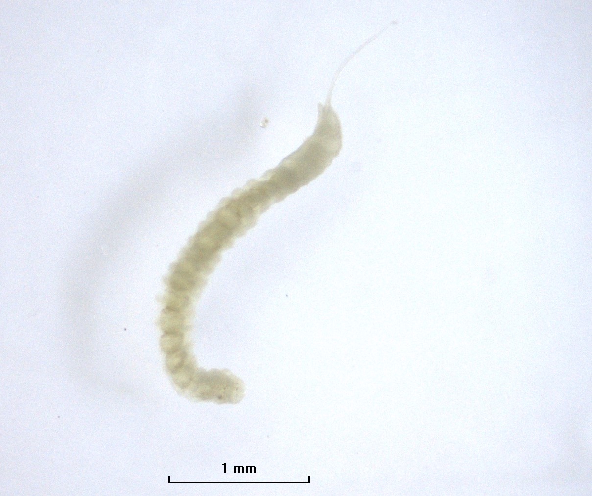 A microscope photo of a whole worm with a long proboscis with two lobes next to it. There is a scale bar labeled 1 mm.