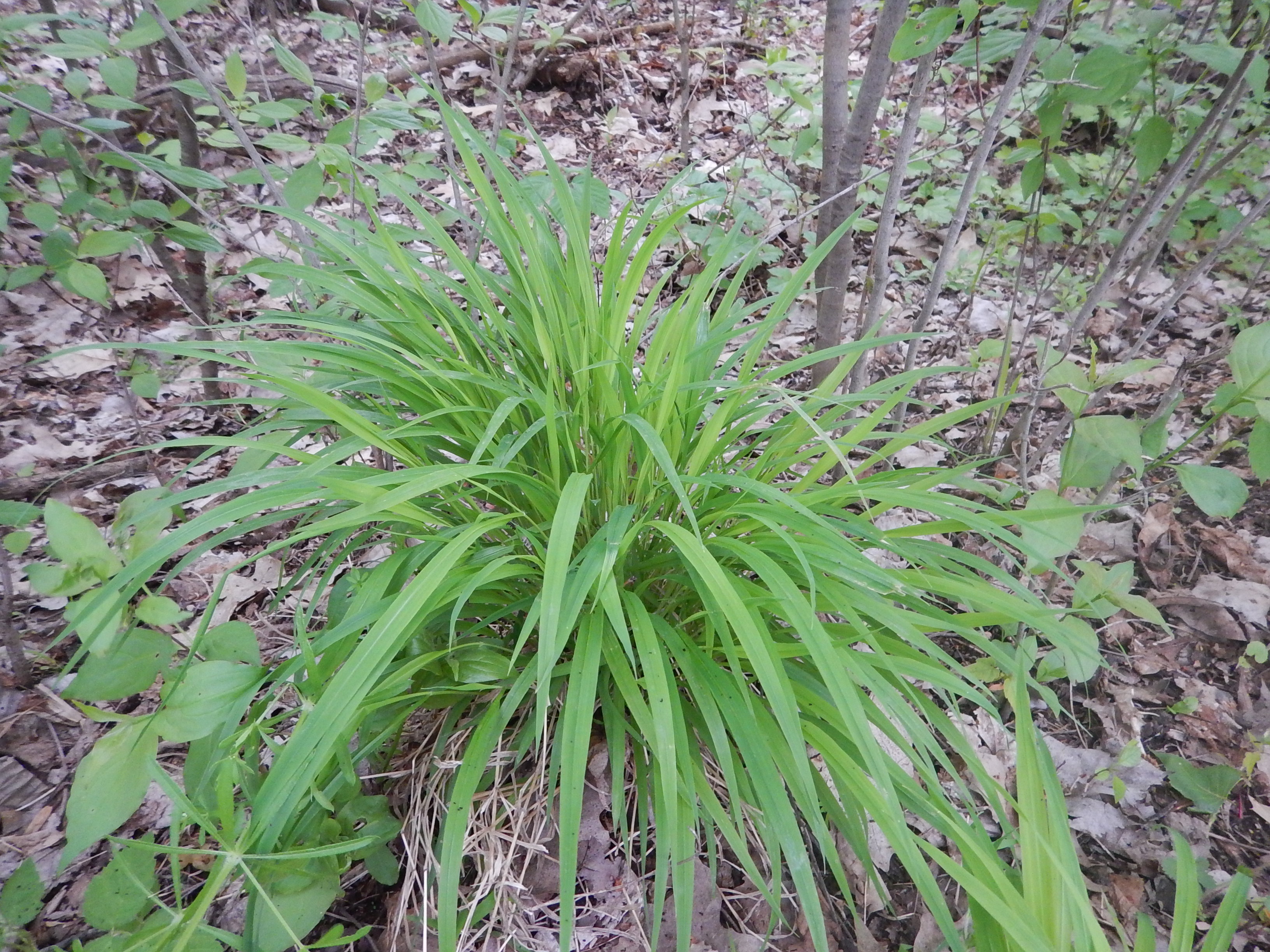 A clump of grass with long blades growing in the underbrush of the woods.