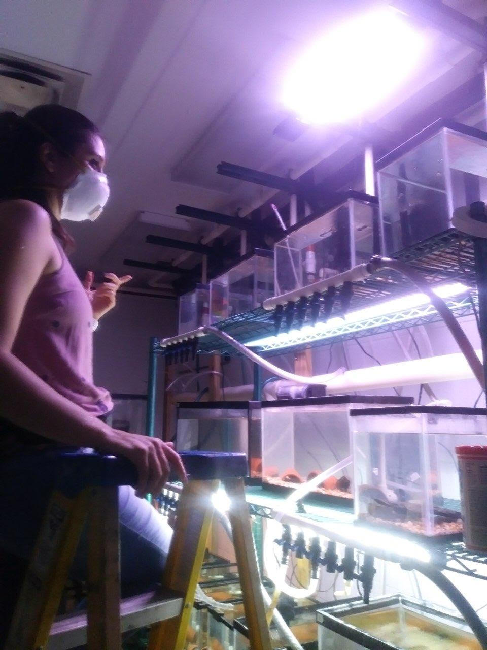 A person wearing an N95 mask stands on a ladder next to a shelving system with 5-gallon fish tanks.