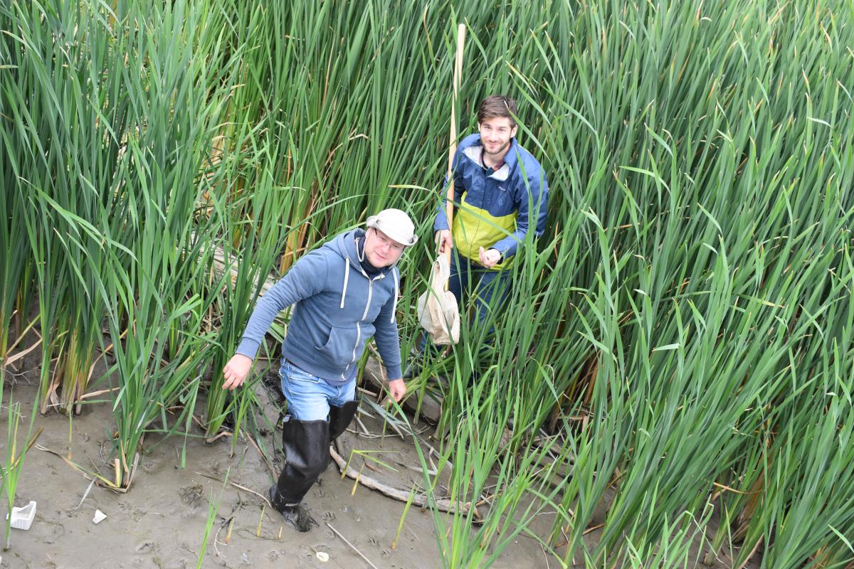 Two people in a wetland. One person has a net on a long pole. The plants are taller than the people.